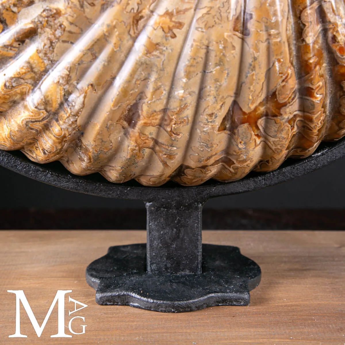 Douvilleiceras Mammillatum – Testimone del Cretaceo