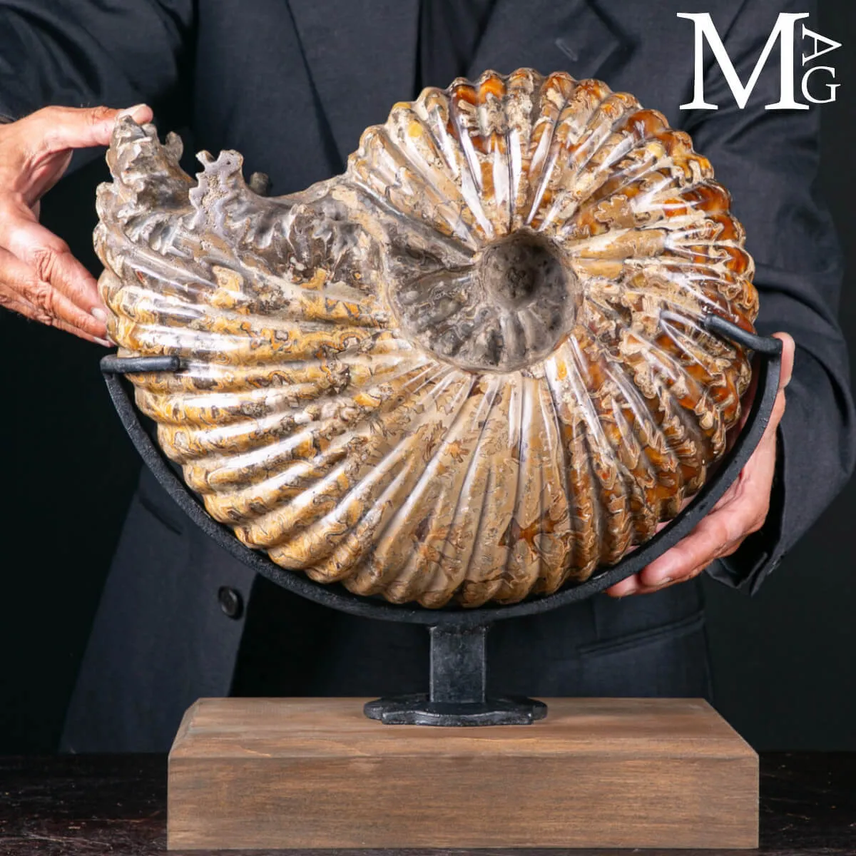 Douvilleiceras Mammillatum – Testimone del Cretaceo