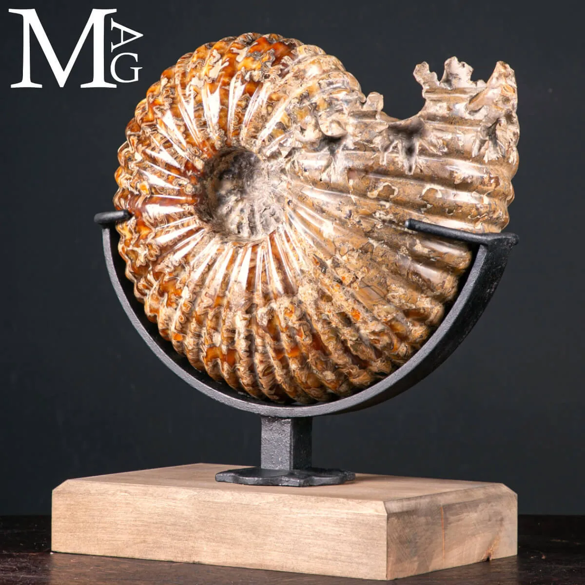 Douvilleiceras Mammillatum – Testimone del Cretaceo