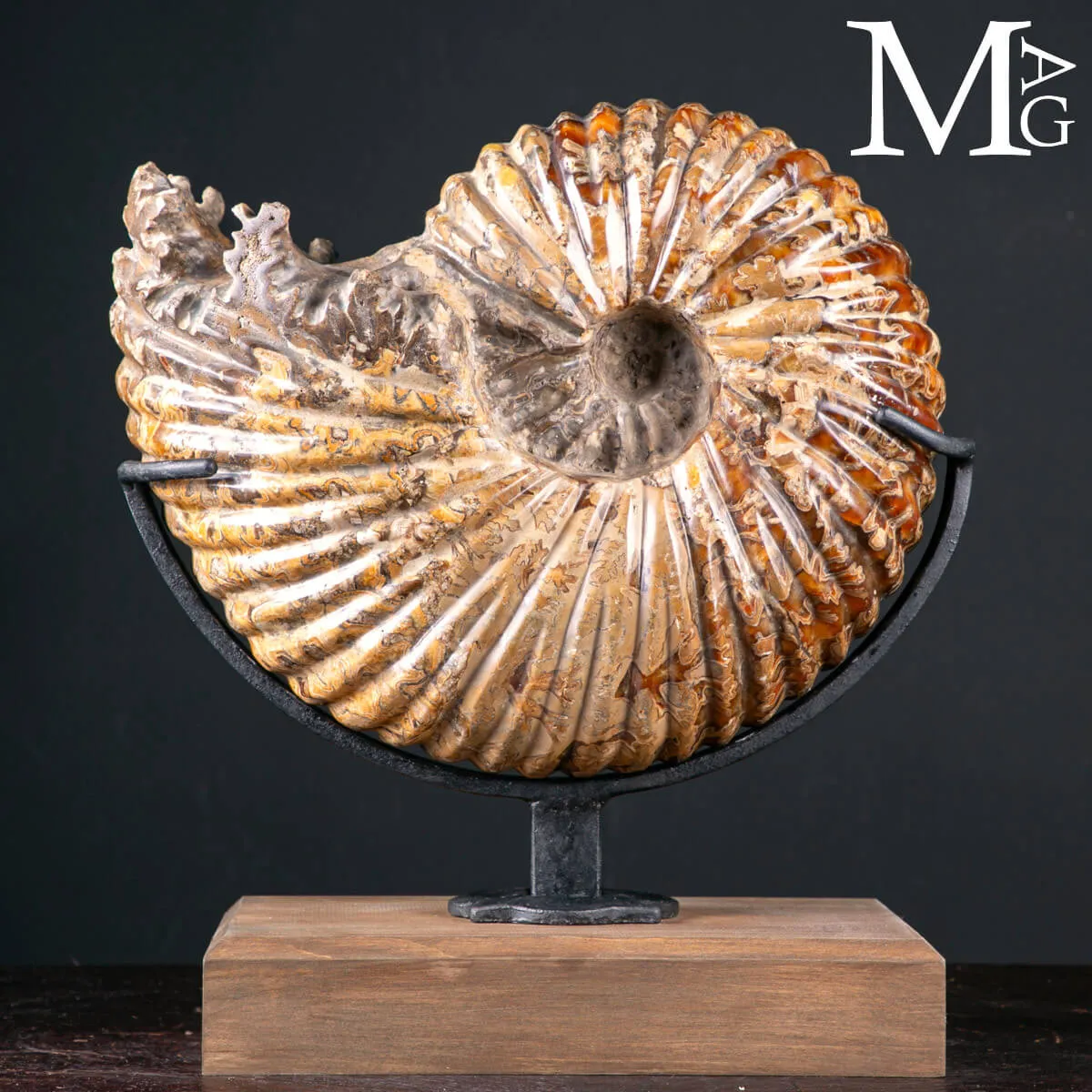 Douvilleiceras Mammillatum – Testimone del Cretaceo