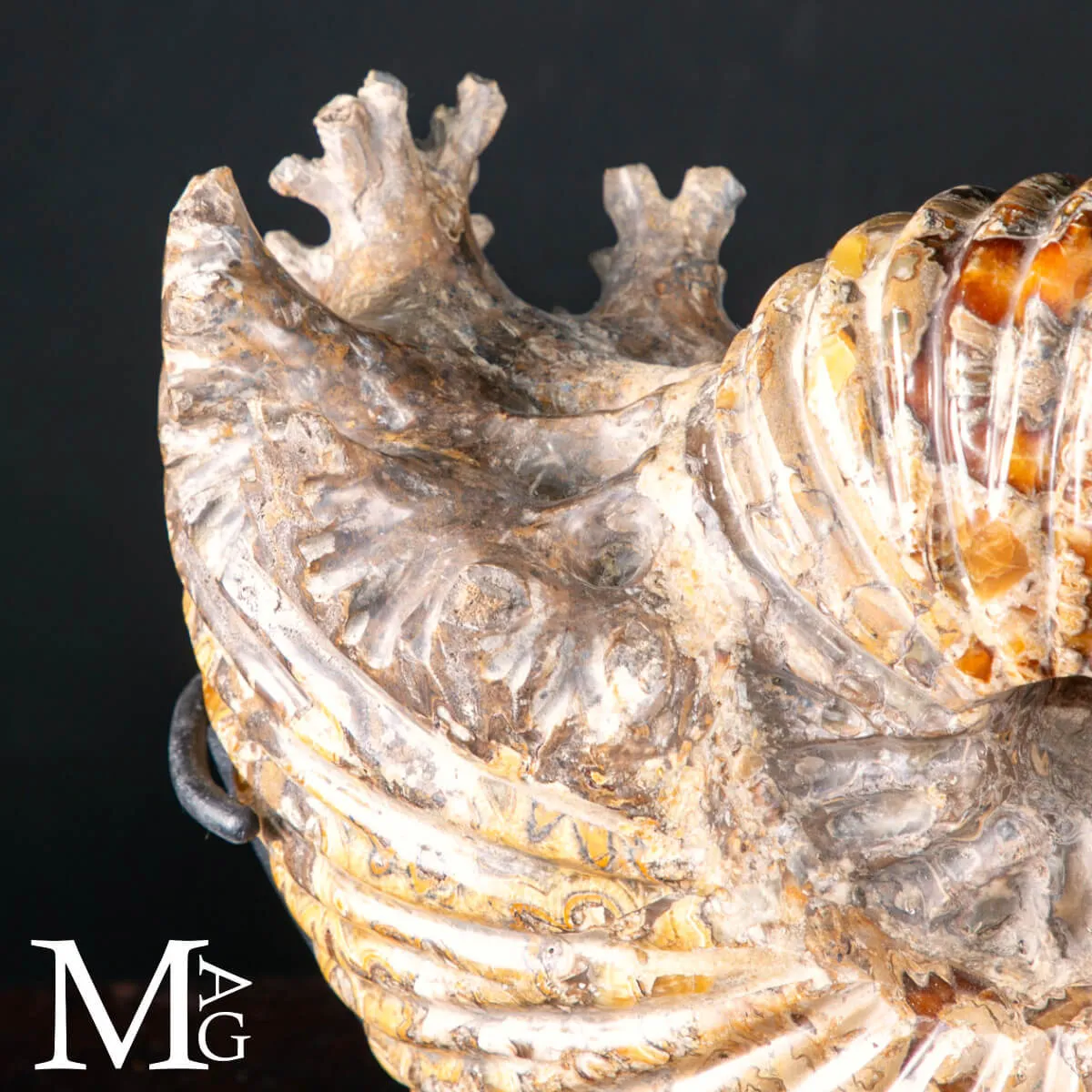Douvilleiceras Mammillatum – Testimone del Cretaceo