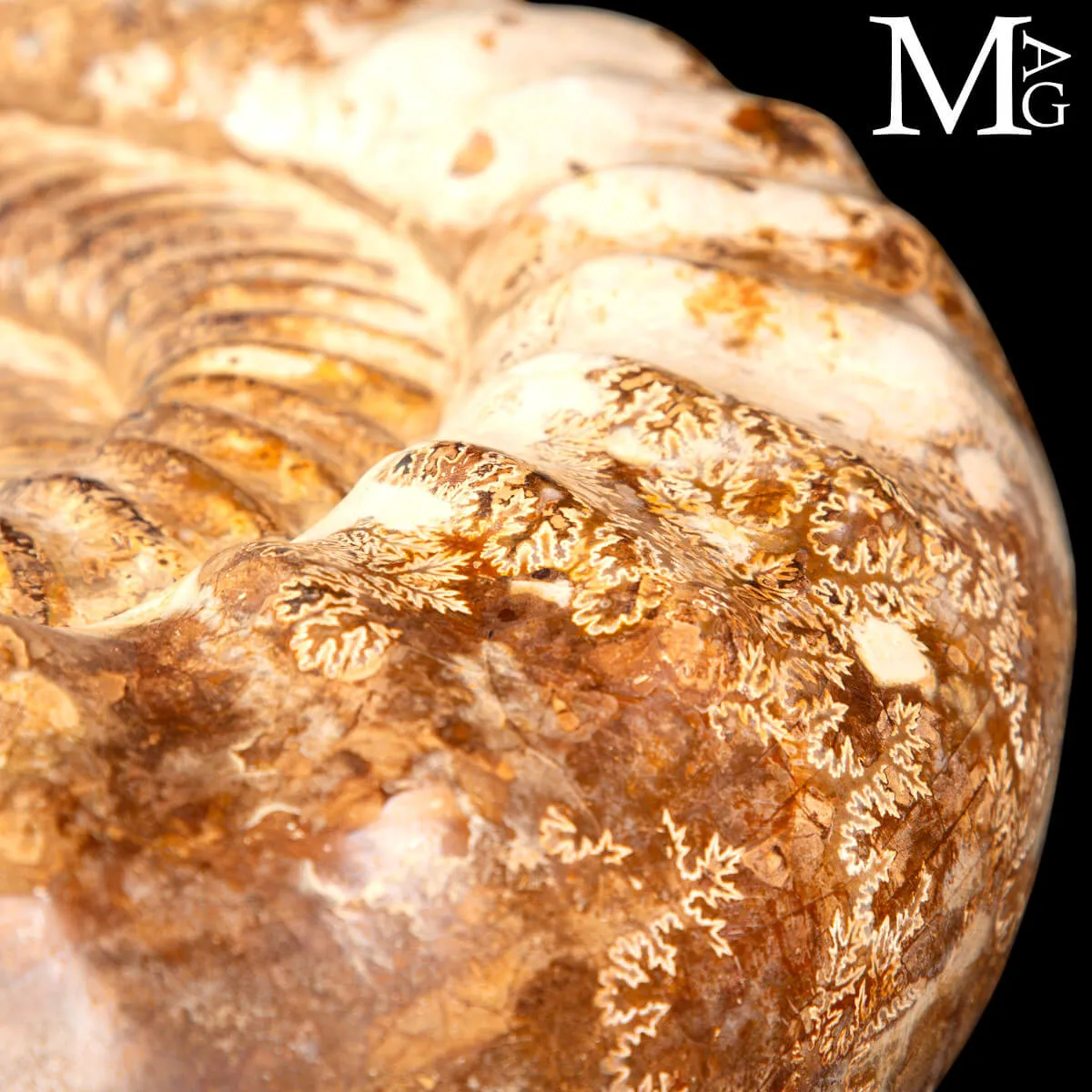 Douvilleiceras Ammonite Fossil – Madagascar.