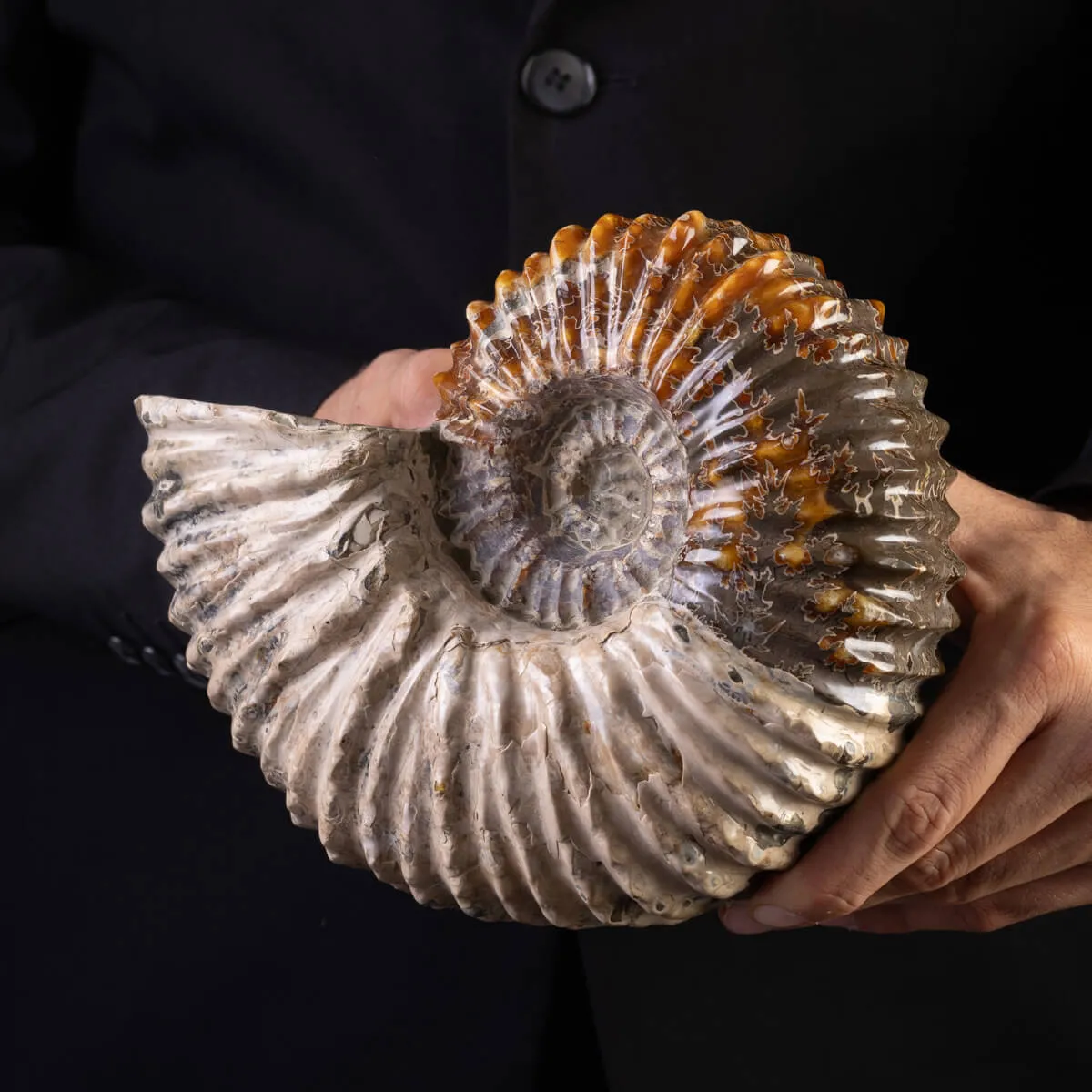 Douvilliceras: Ammonite Fossile del Cretaceo.