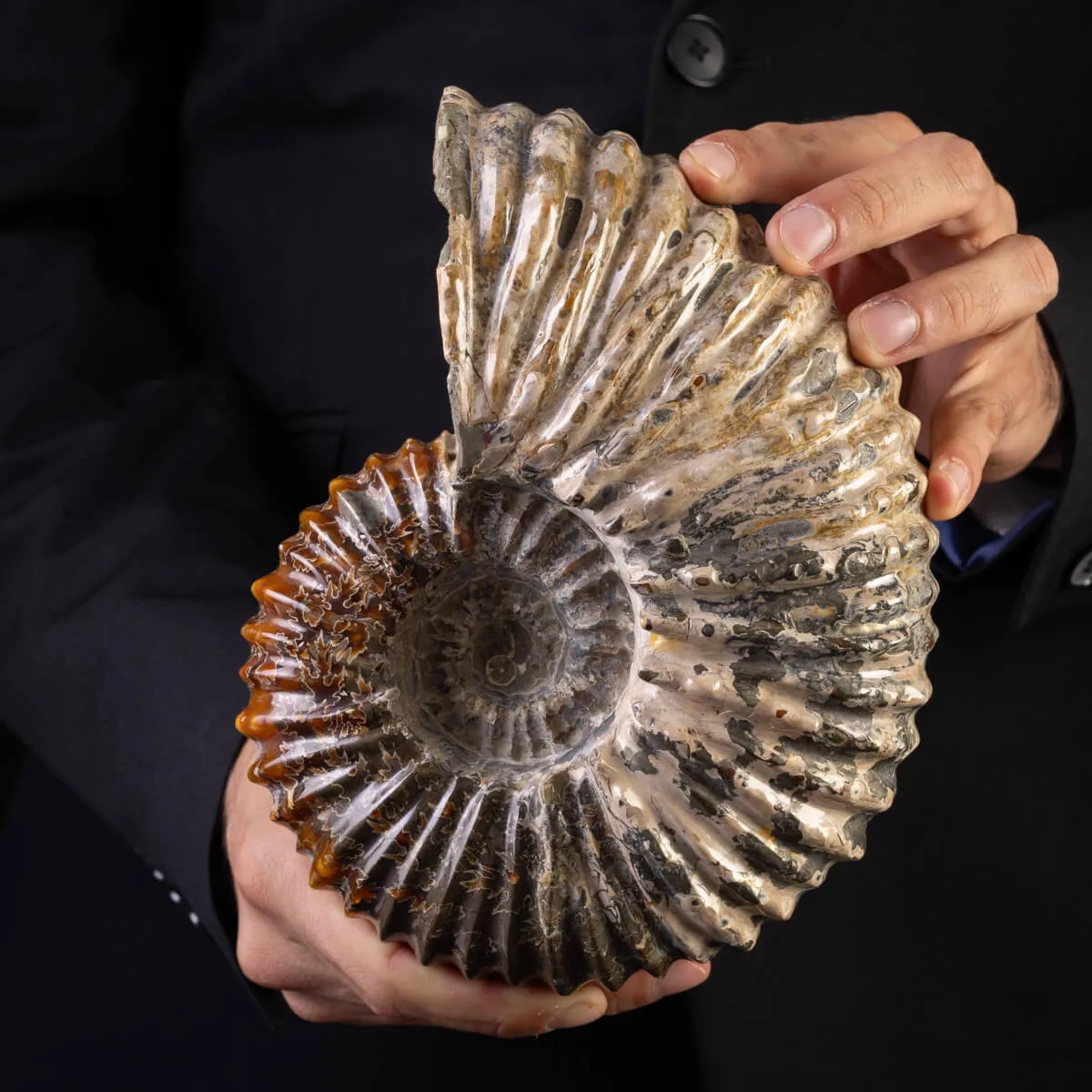 Douvilliceras: Ammonite Fossile del Cretaceo.