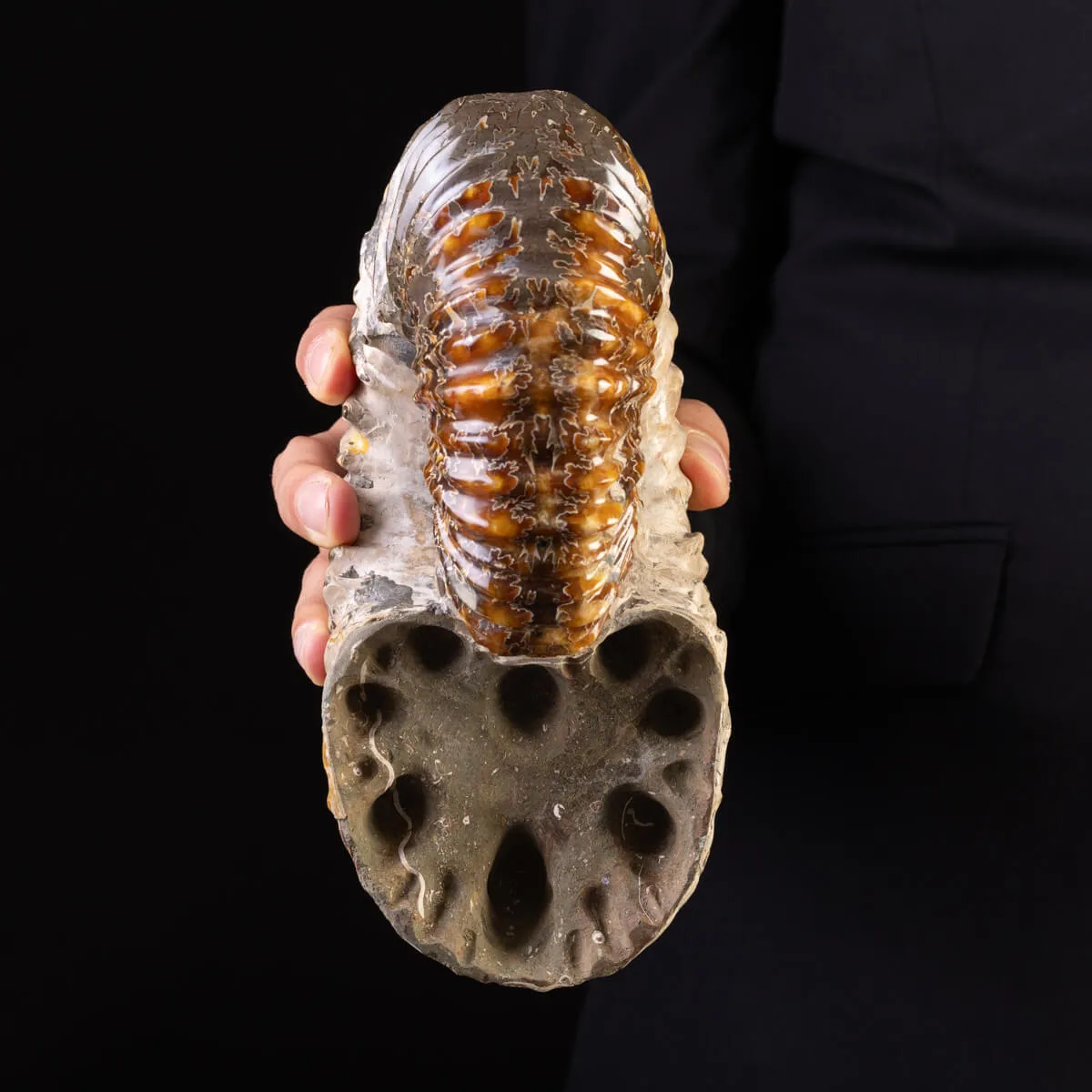 Douvilliceras: Ammonite Fossile del Cretaceo.