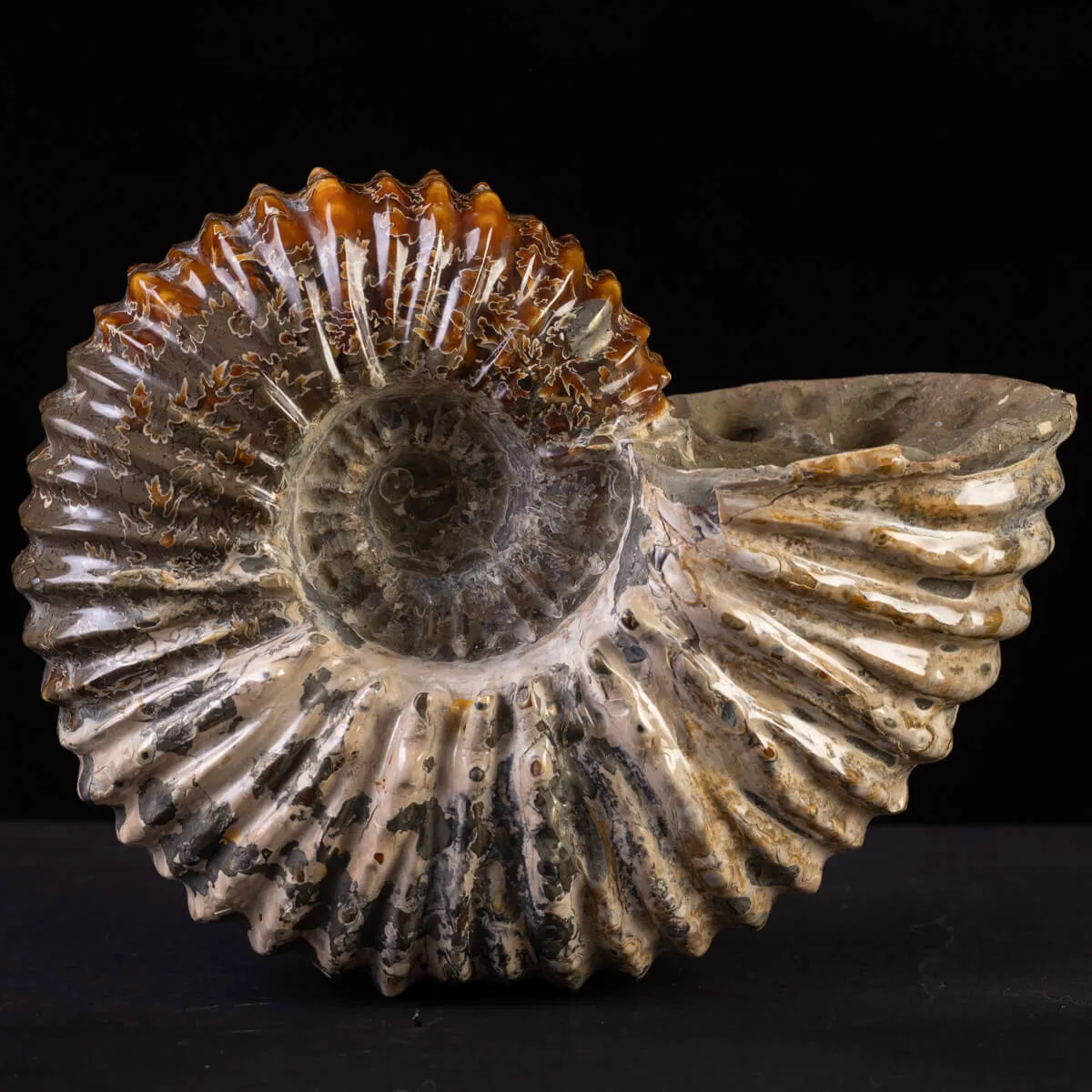Douvilliceras: Ammonite Fossile del Cretaceo.