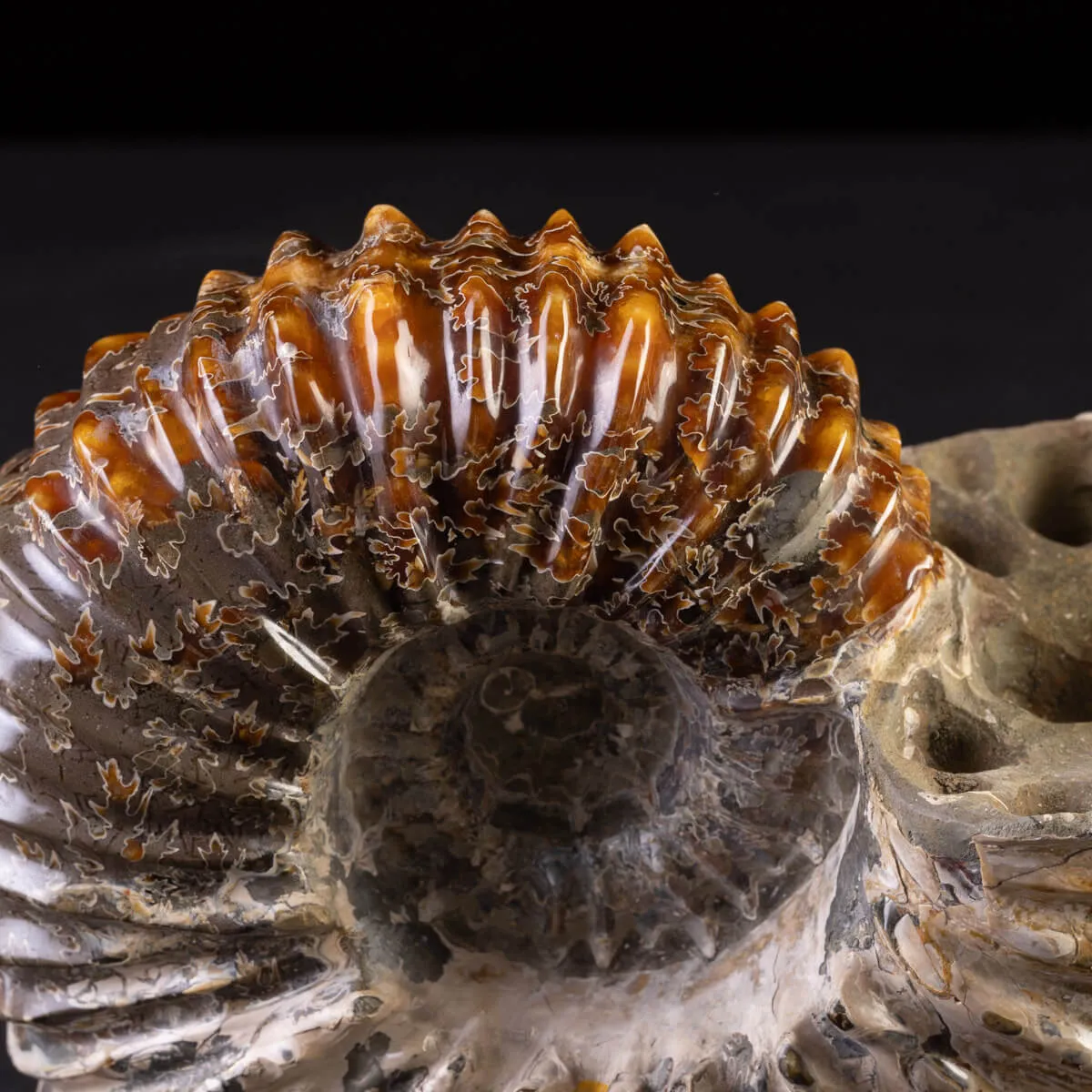 Douvilliceras: Ammonite Fossile del Cretaceo.