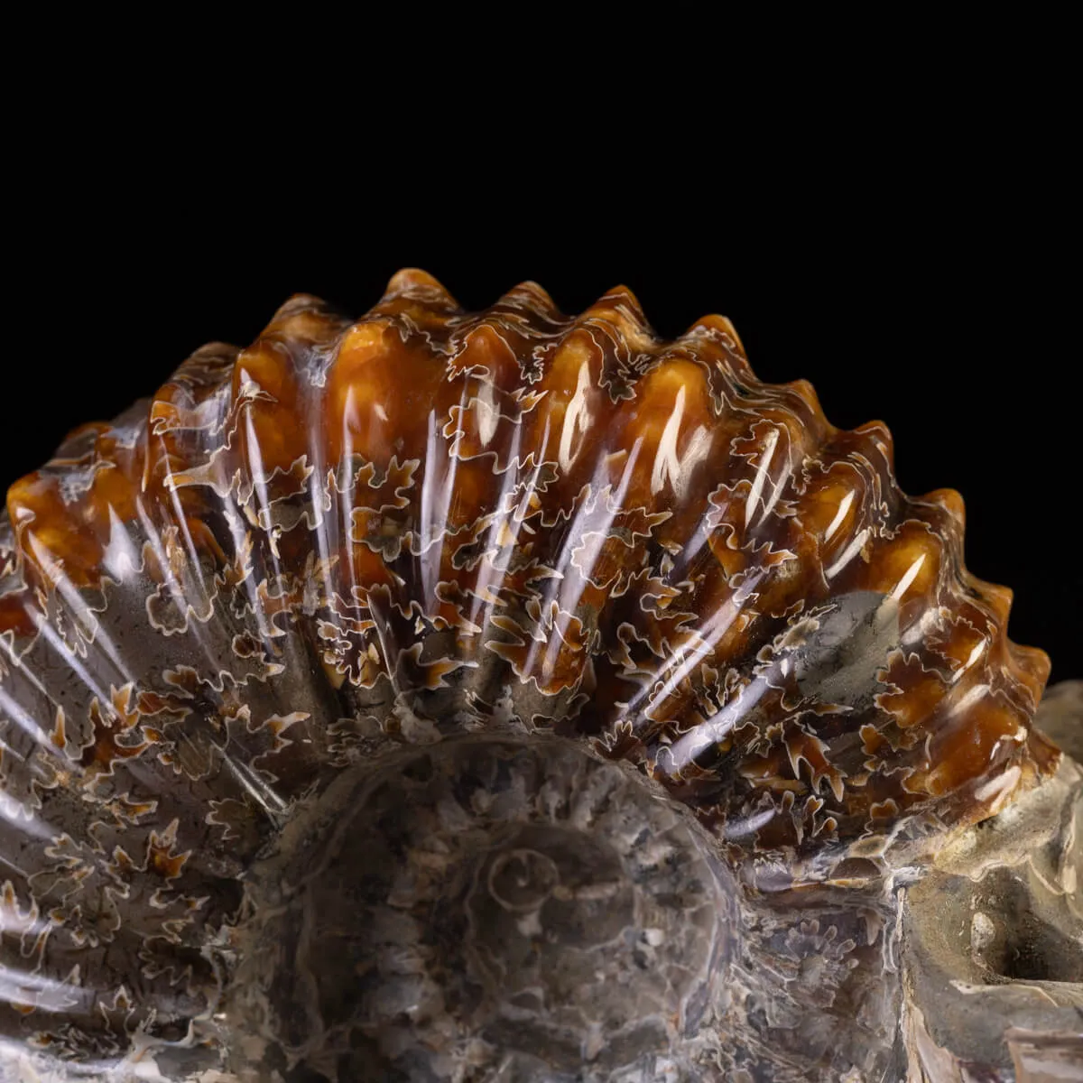 Douvilliceras: Ammonite Fossile del Cretaceo.