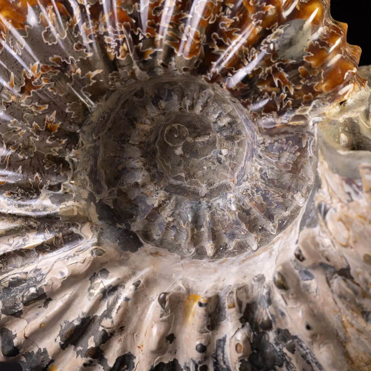 Douvilliceras: Ammonite Fossile del Cretaceo.