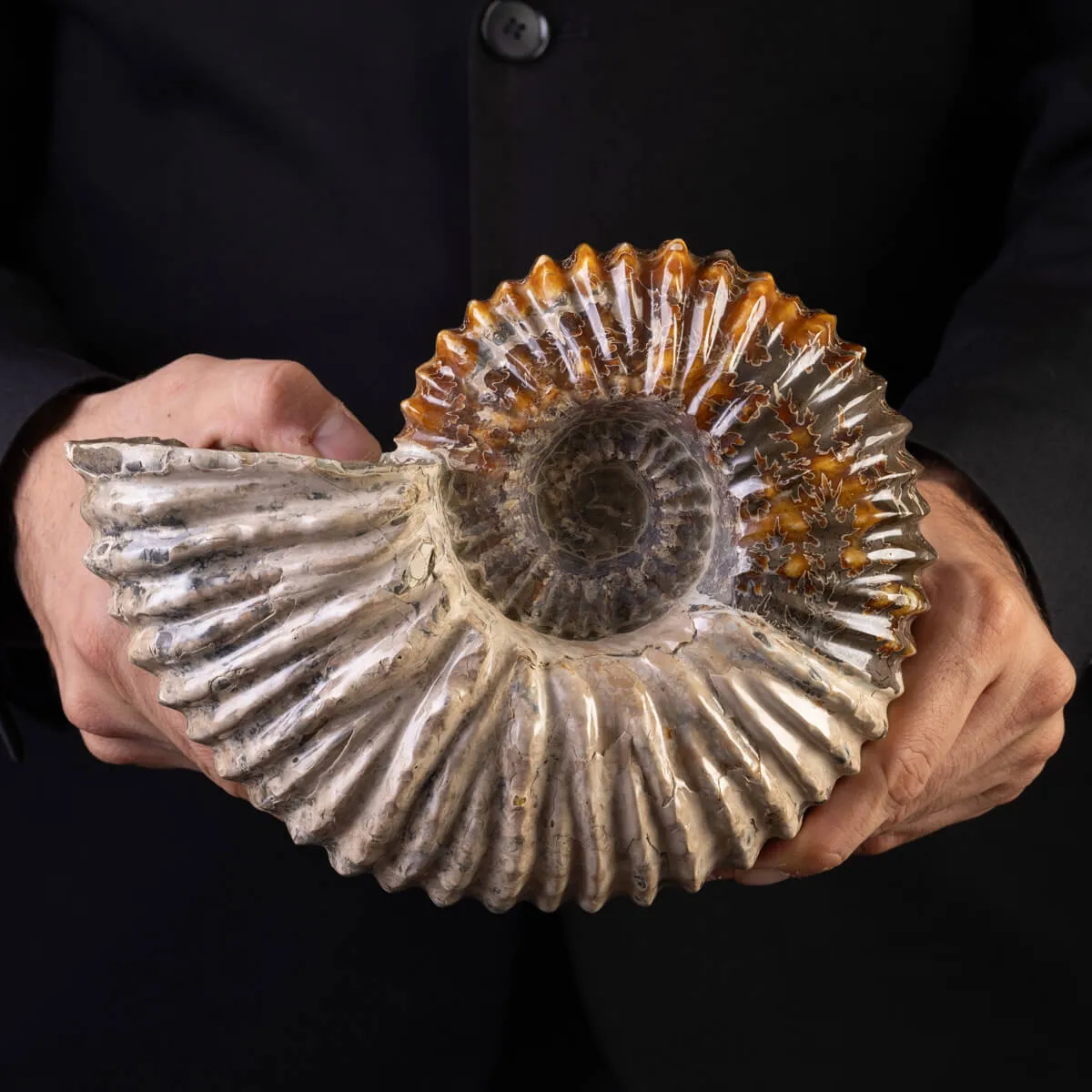 Douvilliceras: Ammonite Fossile del Cretaceo.