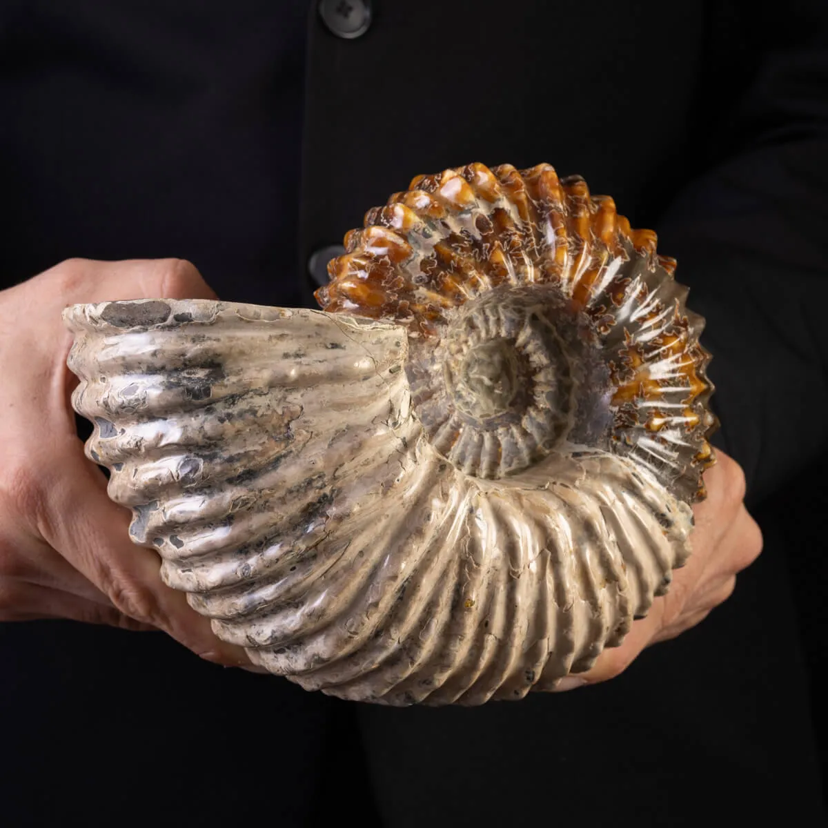 Douvilliceras: Ammonite Fossile del Cretaceo.