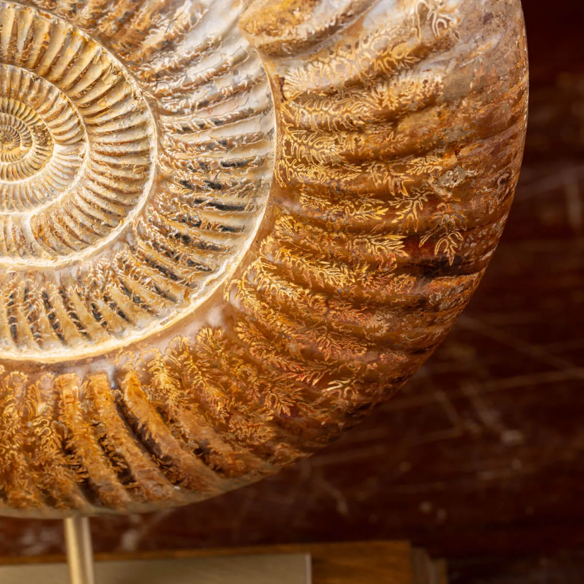 Ammonite Fossile Douvilliceras: Conchiglia Preistorica del Cretacico.