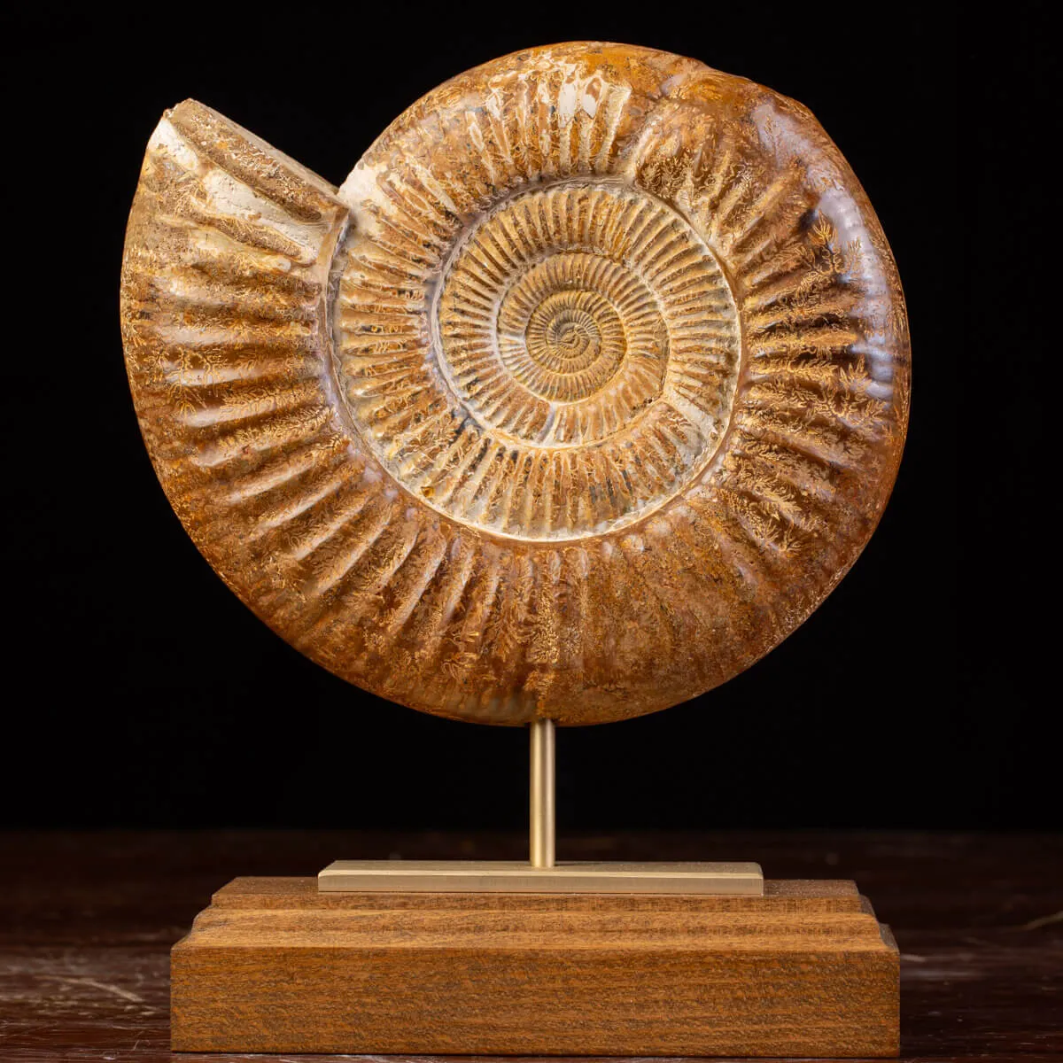 Ammonite Fossile Douvilliceras: Conchiglia Preistorica del Cretacico.