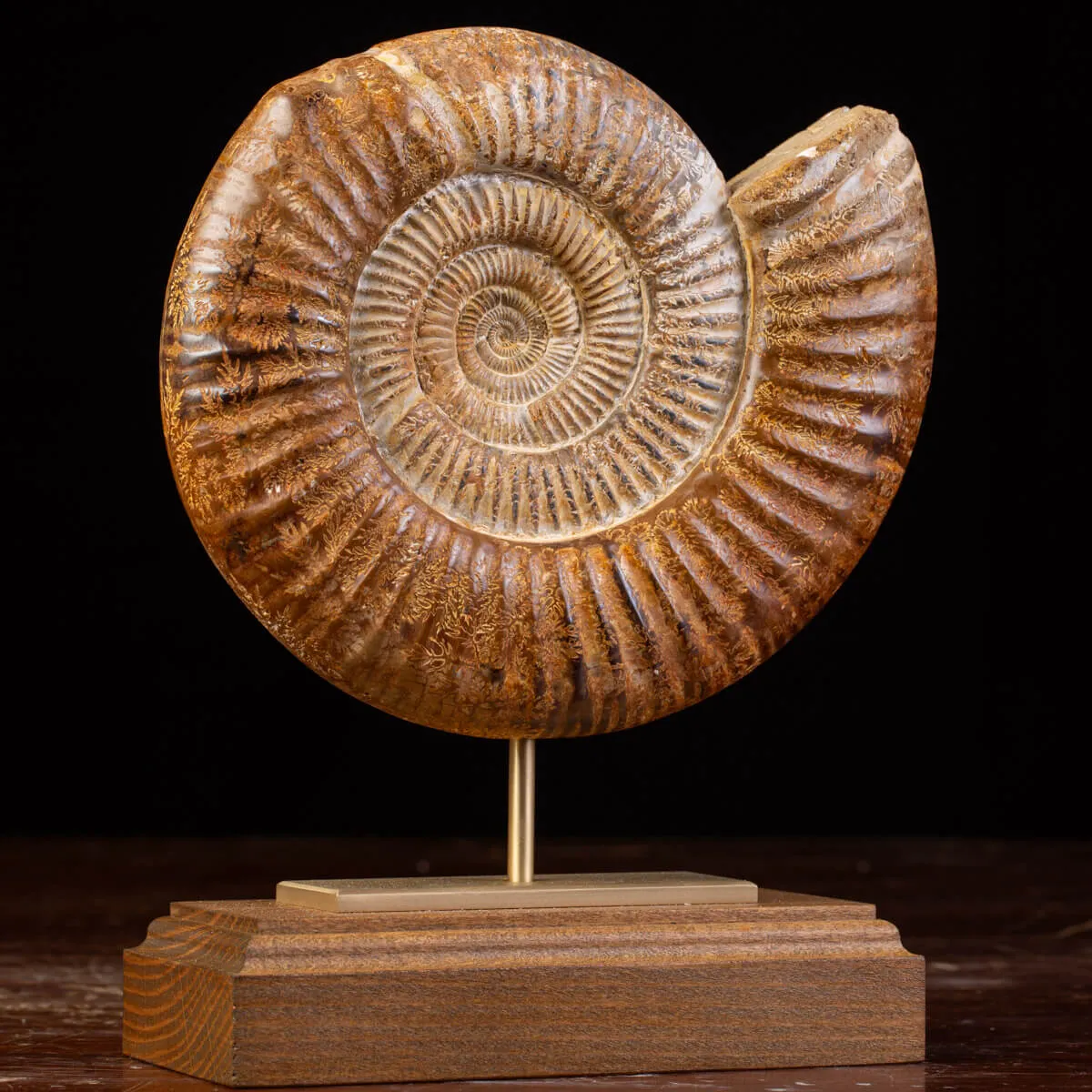 Ammonite Fossile Douvilliceras: Conchiglia Preistorica del Cretacico.