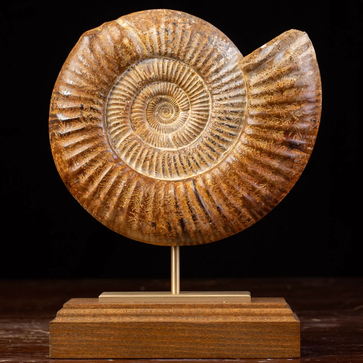 Ammonite Fossile Douvilliceras: Conchiglia Preistorica del Cretacico.