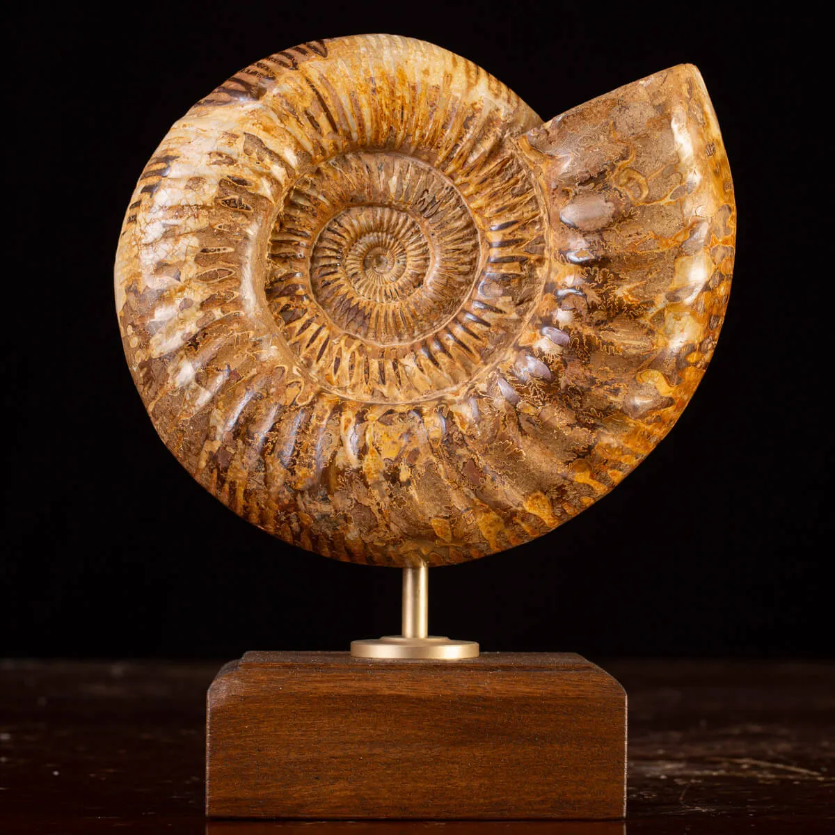 Ammonite Fossile Douvilliceras: Raffinatezza Preistorica su Base in Legno e Ottone.