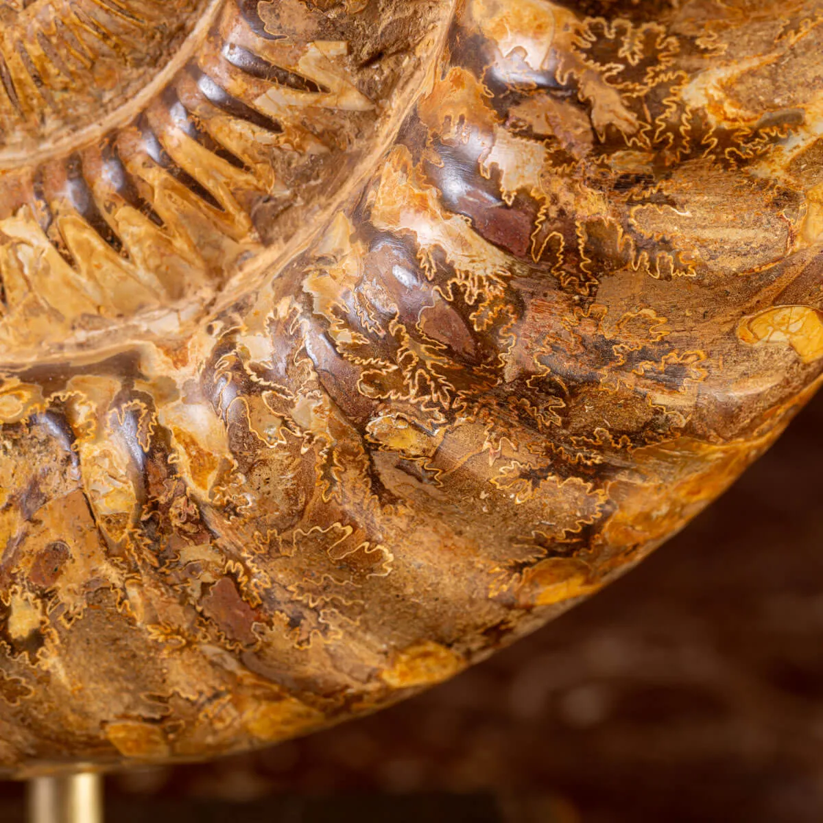 Ammonite Fossile Douvilliceras: Raffinatezza Preistorica su Base in Legno e Ottone.