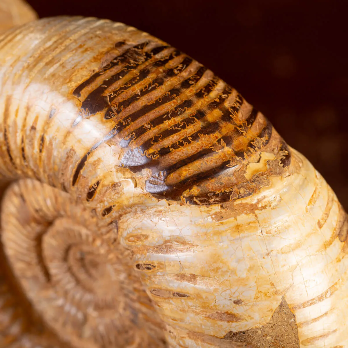 Ammonite Fossile Douvilliceras: Raffinatezza Preistorica su Base in Legno e Ottone.