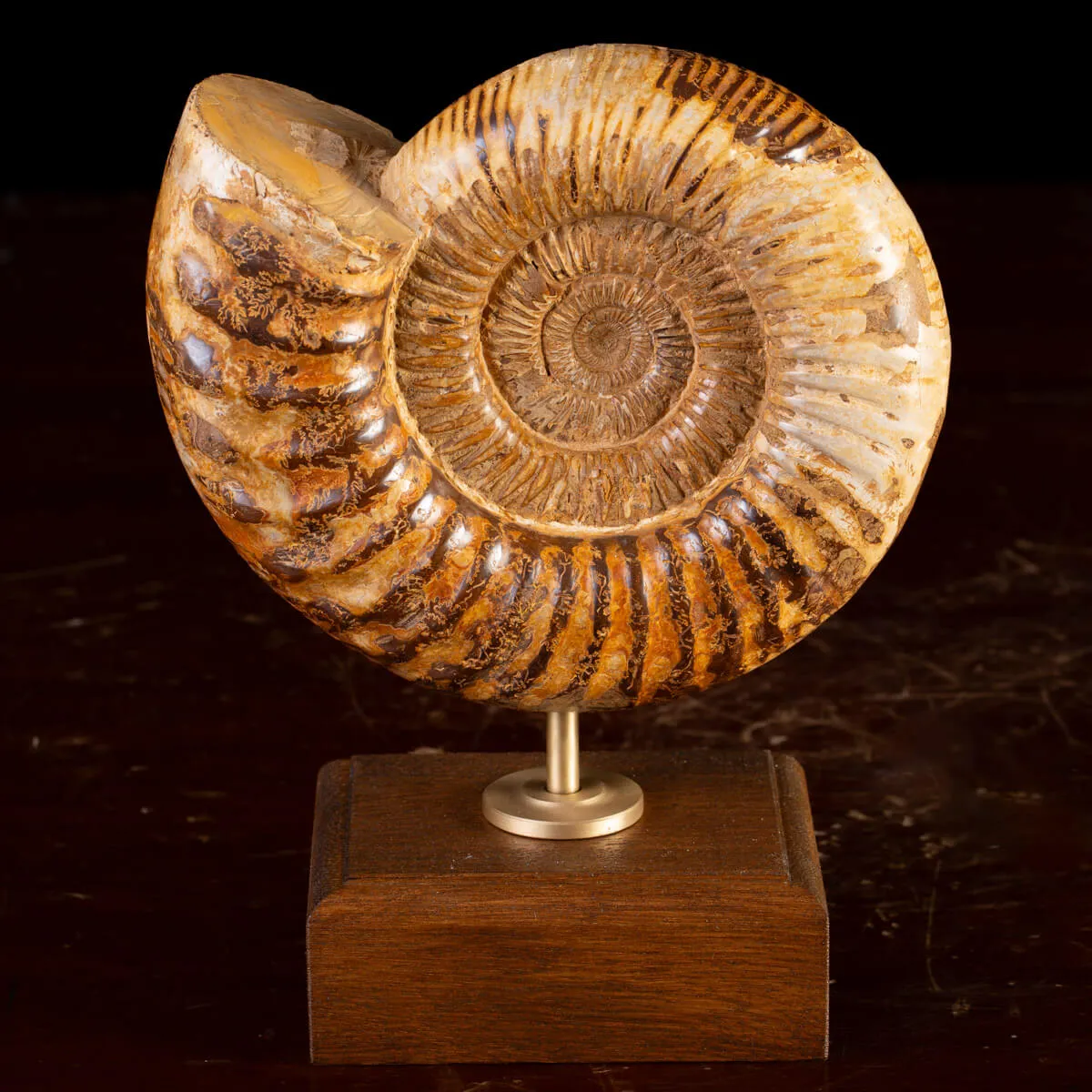 Ammonite Fossile Douvilliceras: Raffinatezza Preistorica su Base in Legno e Ottone.