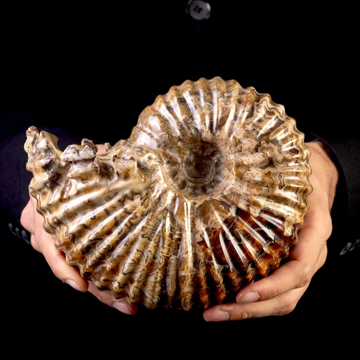 Ammonite Fossile Douvilliceras – Madagascar.