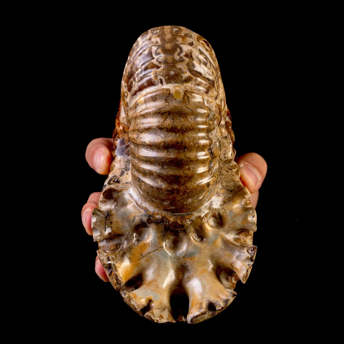 Ammonite Fossile Douvilliceras – Madagascar.