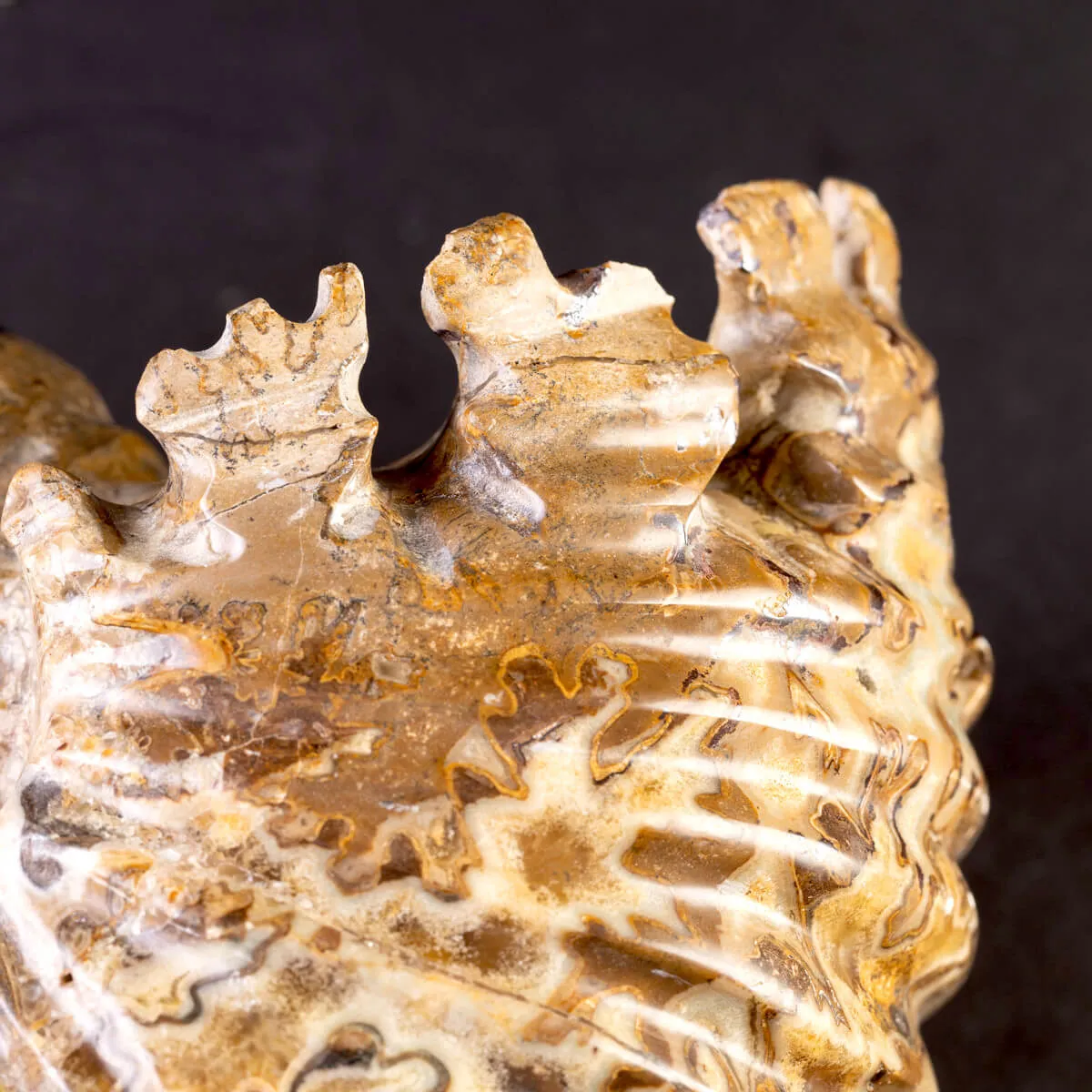Ammonite Fossile Douvilliceras – Madagascar.