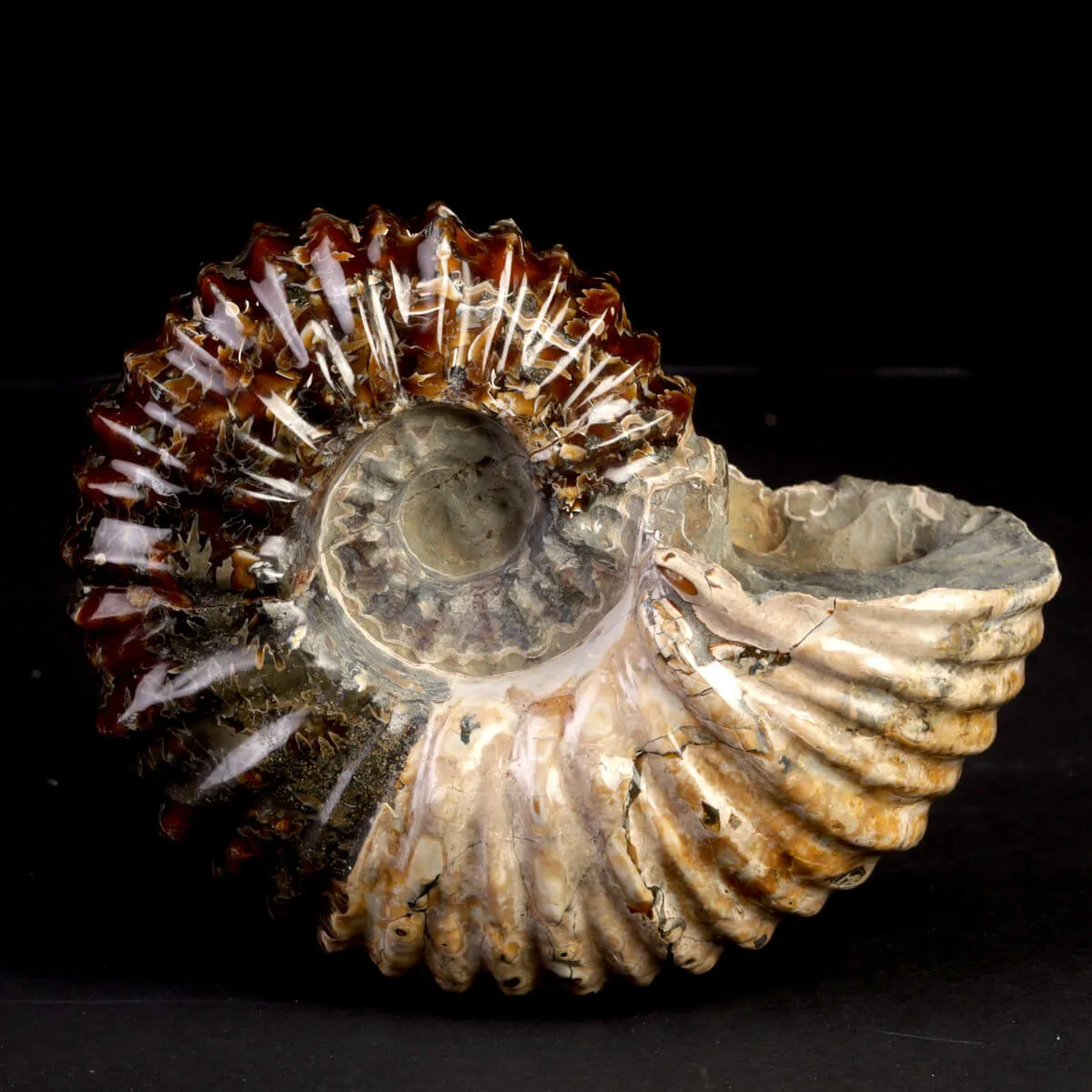 Ammonite Fossile Douvilliceras – Madagascar.