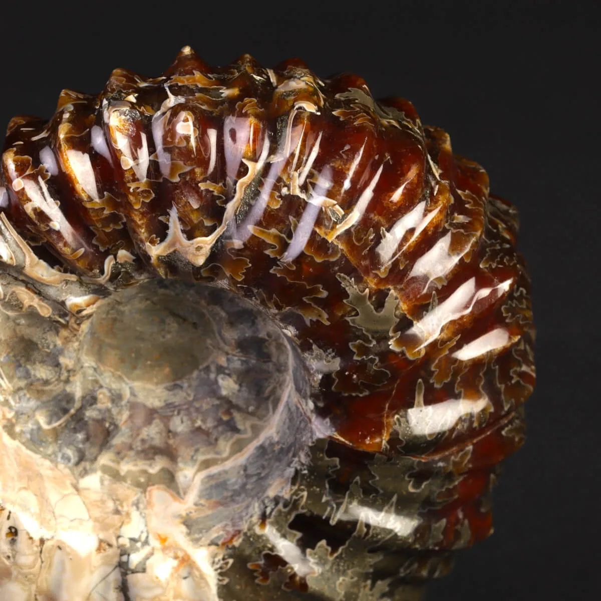 Ammonite Fossile Douvilliceras – Madagascar.