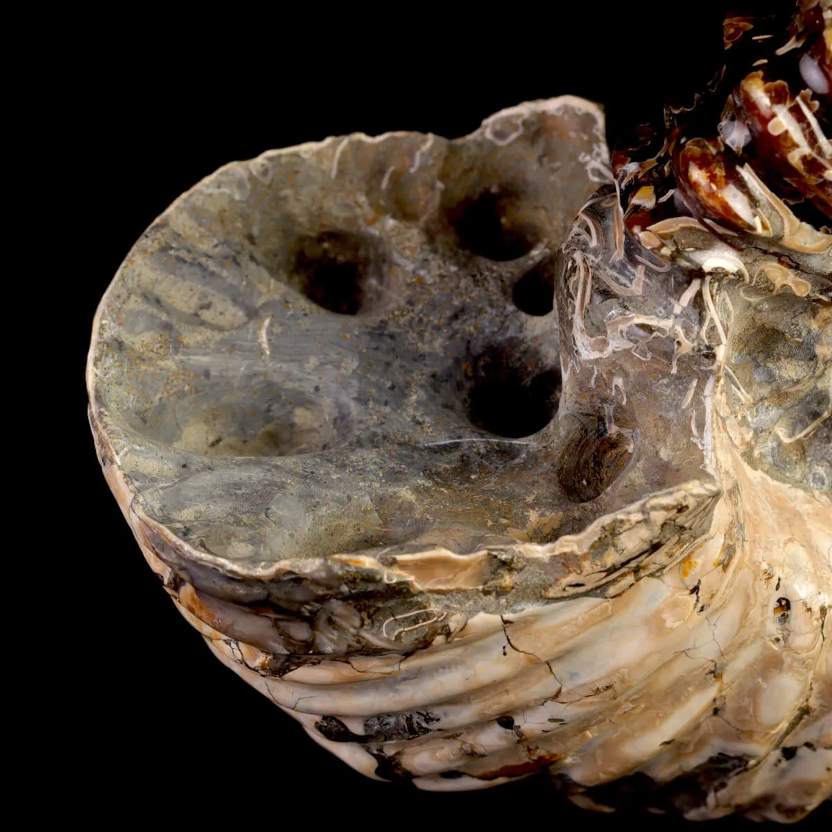 Ammonite Fossile Douvilliceras – Madagascar.
