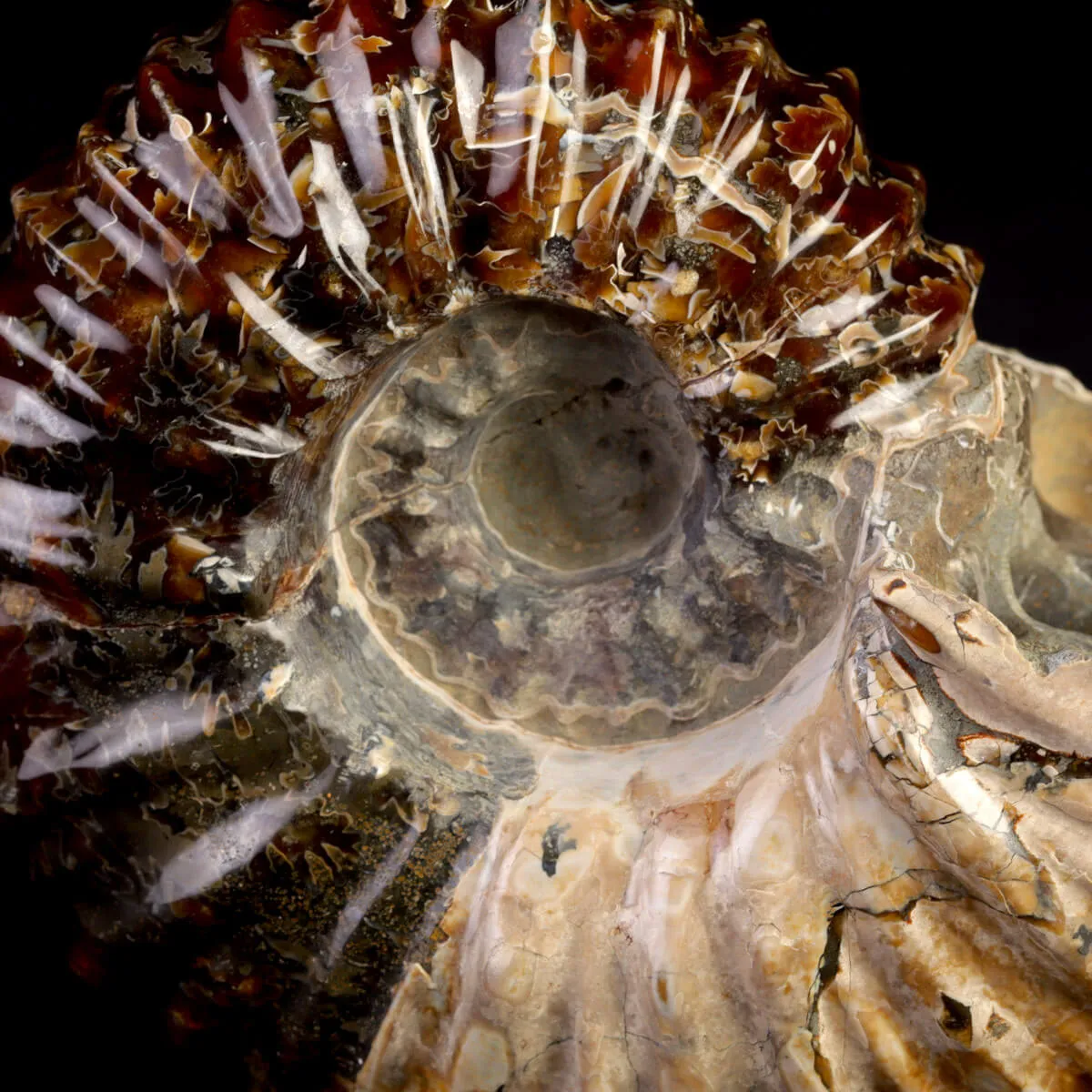 Ammonite Fossile Douvilliceras – Madagascar.
