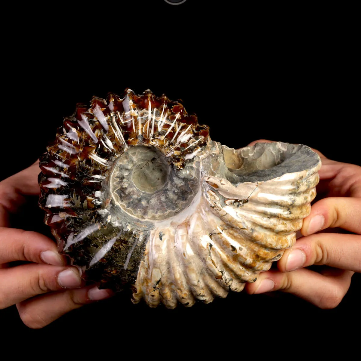 Ammonite Fossile Douvilliceras – Madagascar.