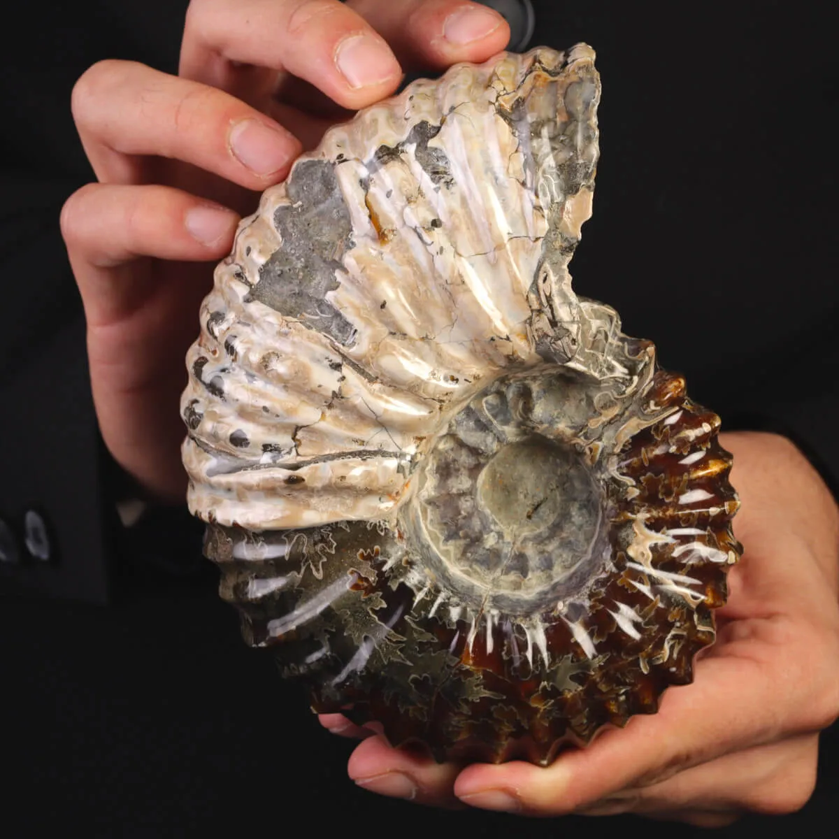 Ammonite Fossile Douvilliceras – Madagascar.