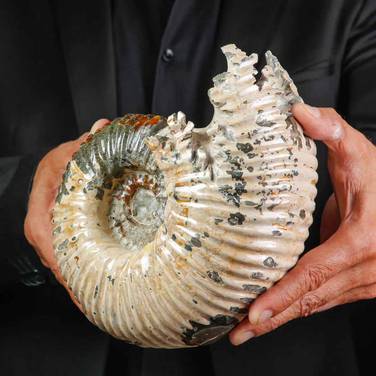 Ammonite Fossile Douvilliceras sp. – Madagascar.