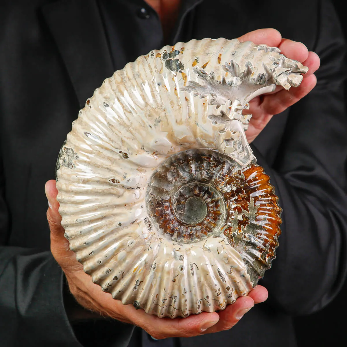 Ammonite Fossile Douvilliceras sp. – Madagascar.