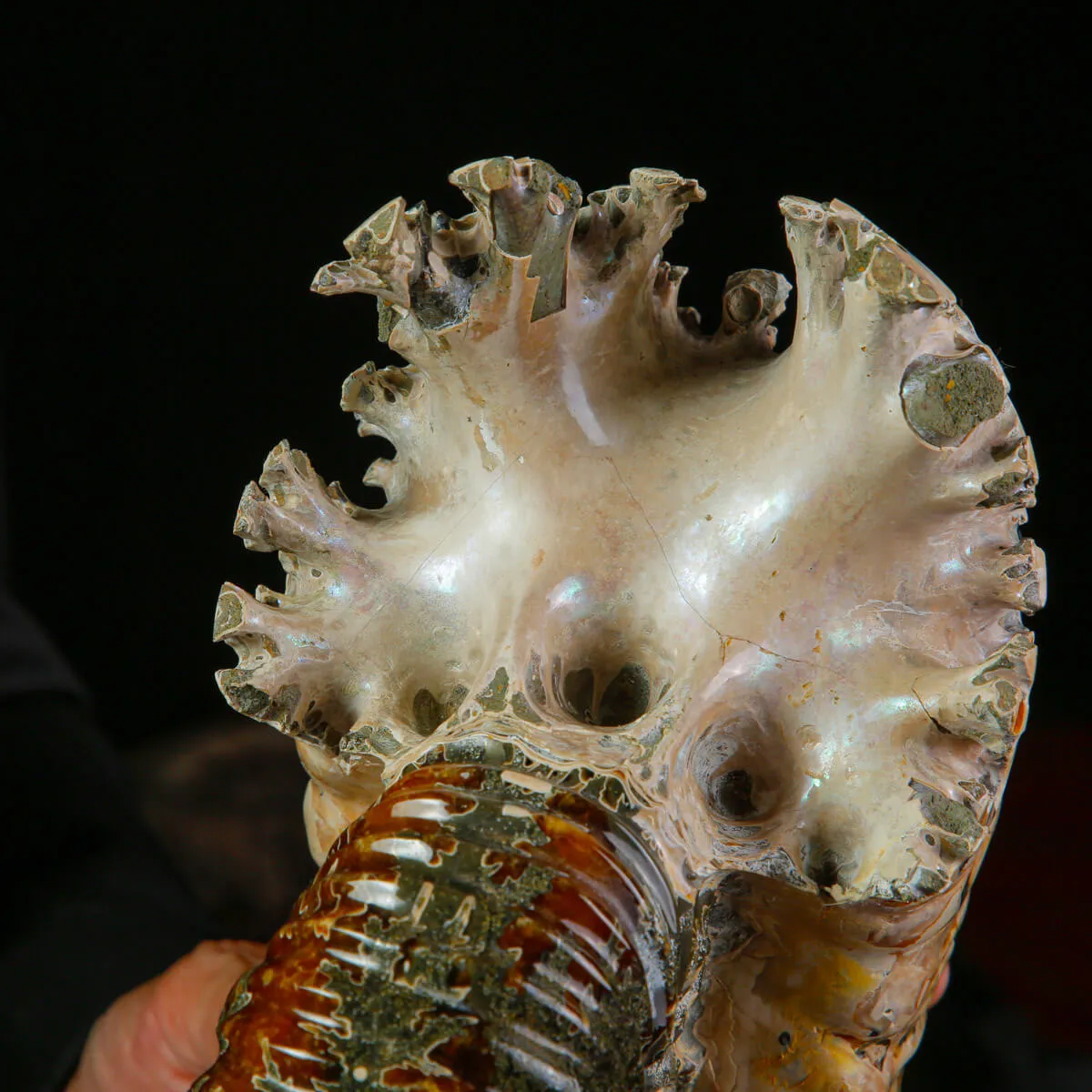 Ammonite Fossile Douvilliceras sp. – Madagascar.