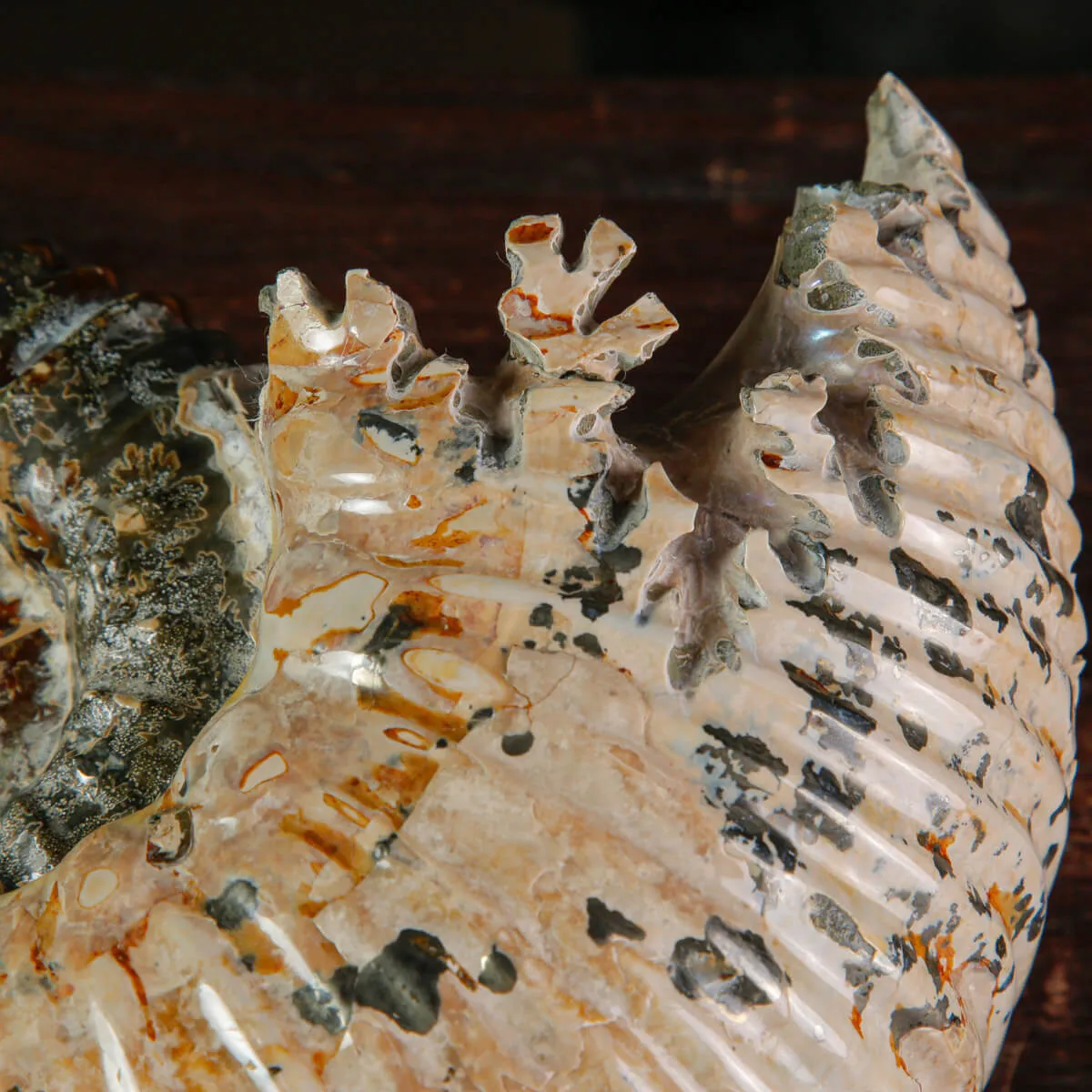 Ammonite Fossile Douvilliceras sp. – Madagascar.