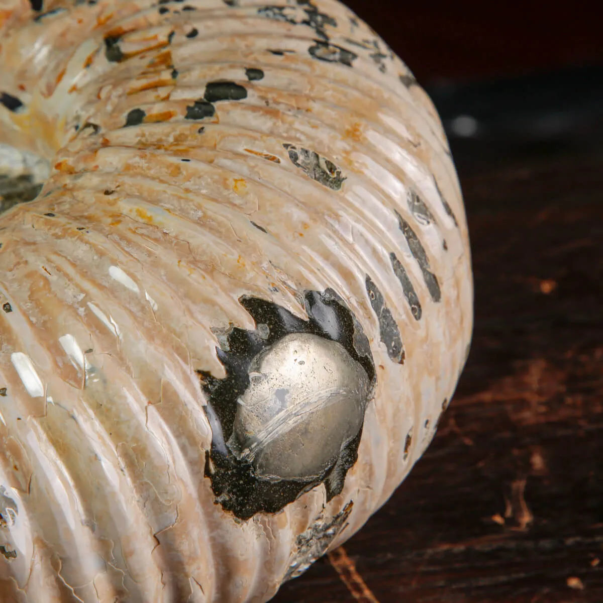 Ammonite Fossile Douvilliceras sp. – Madagascar.