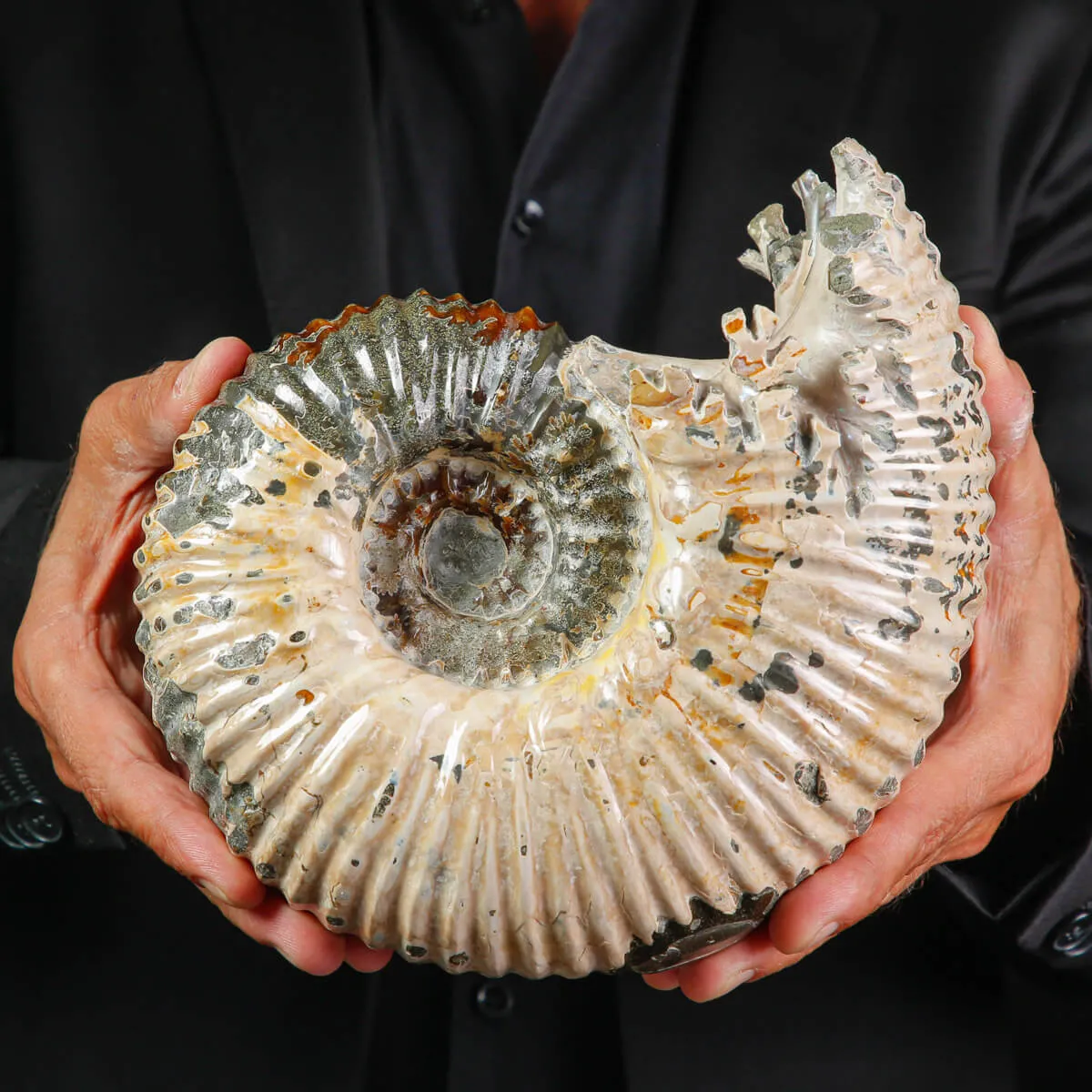 Ammonite Fossile Douvilliceras sp. – Madagascar.