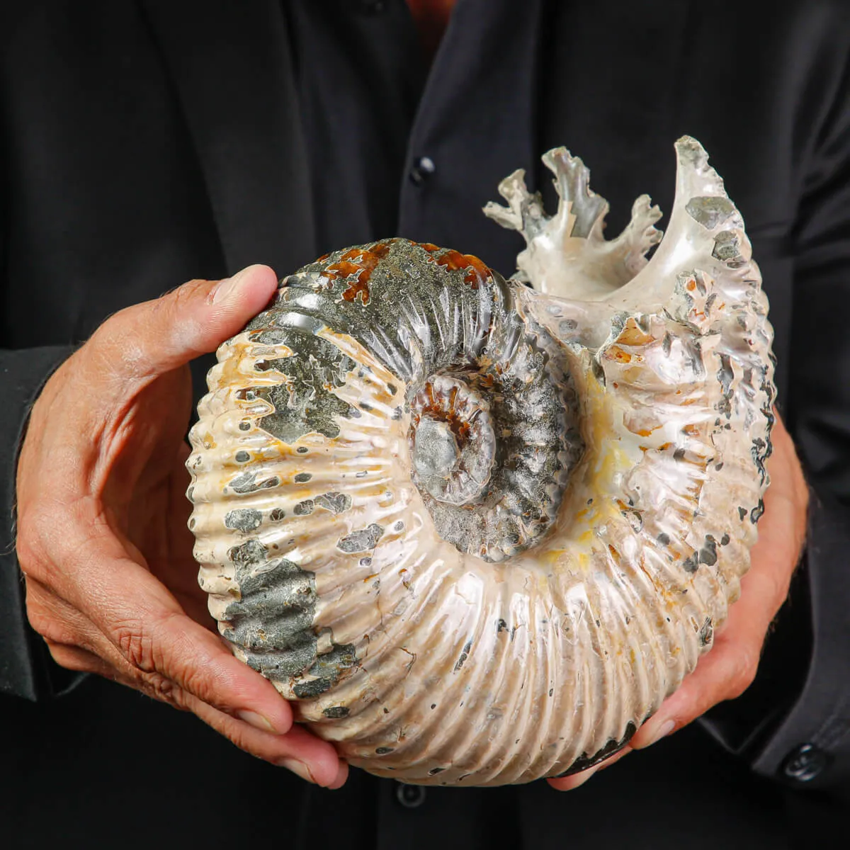 Ammonite Fossile Douvilliceras sp. – Madagascar.