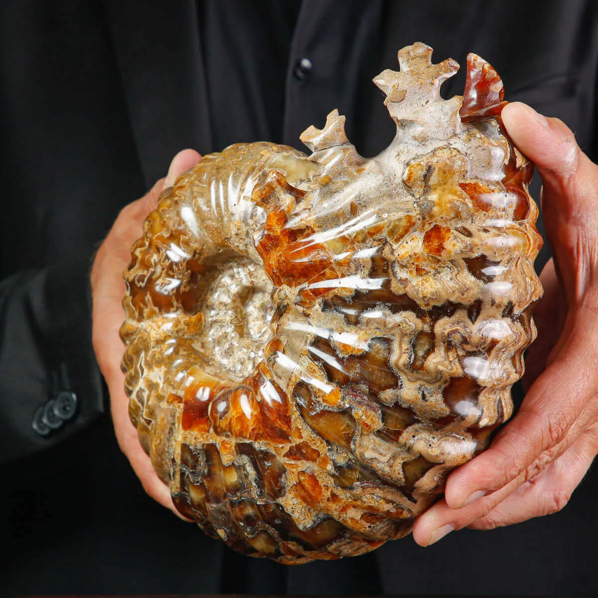 Ammonite Fossile Douvilliceras sp. – Madagascar