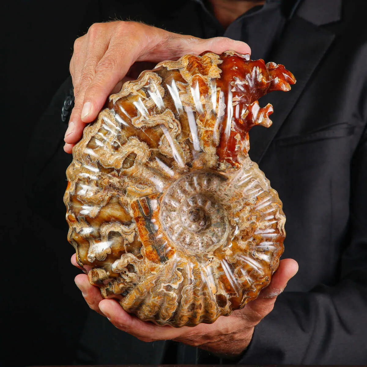 Ammonite Fossile Douvilliceras sp. – Madagascar