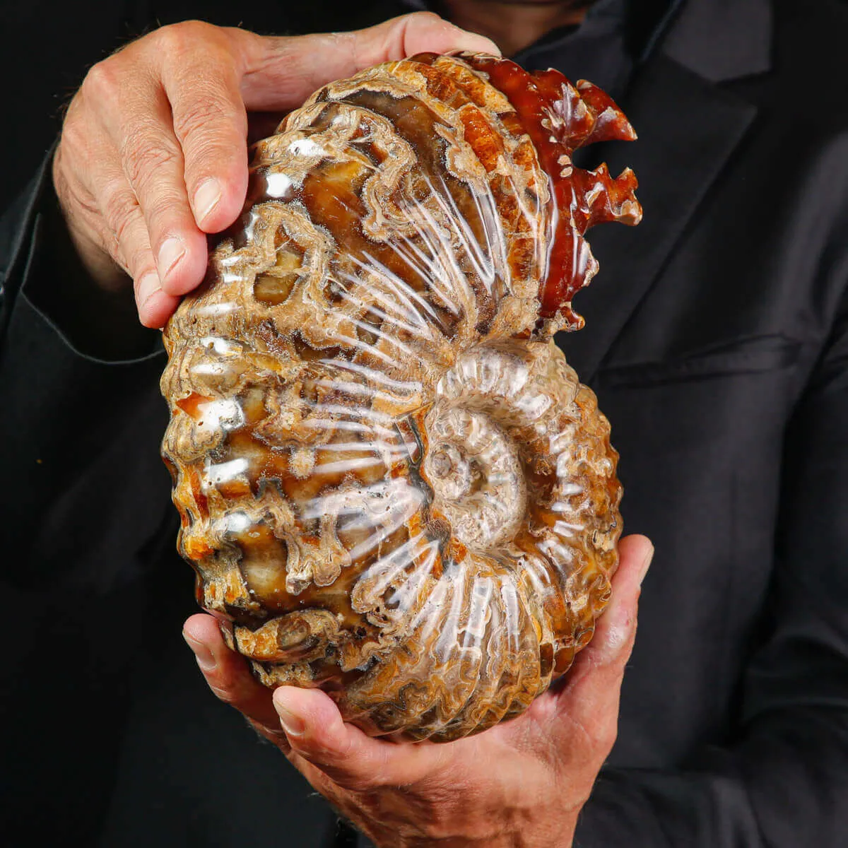 Ammonite Fossile Douvilliceras sp. – Madagascar