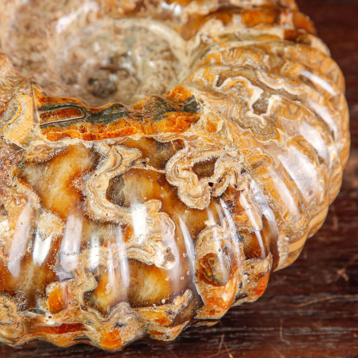 Ammonite Fossile Douvilliceras sp. – Madagascar