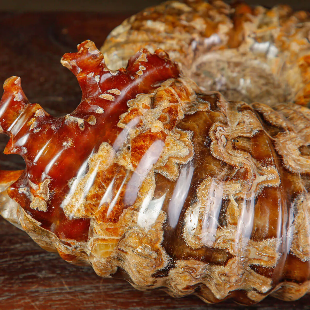 Ammonite Fossile Douvilliceras sp. – Madagascar