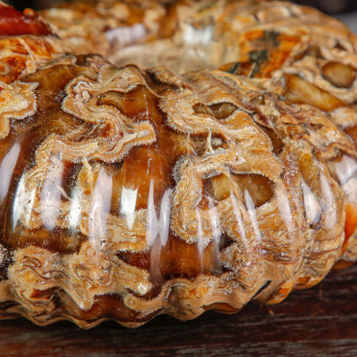Ammonite Fossile Douvilliceras sp. – Madagascar