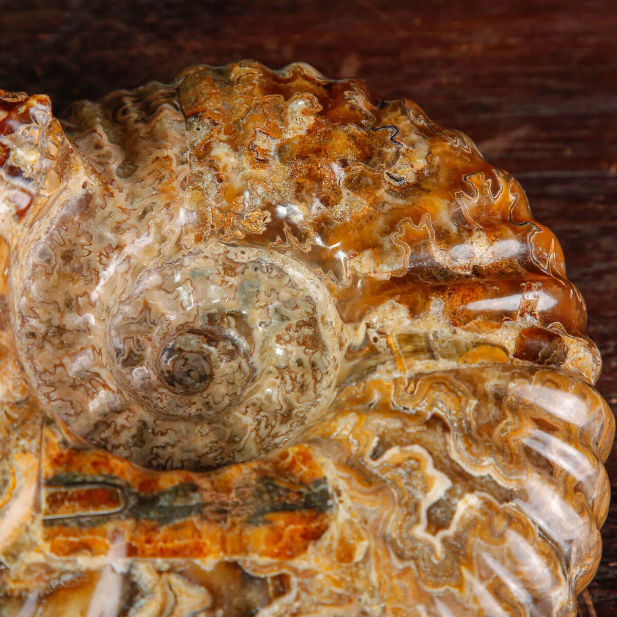 Ammonite Fossile Douvilliceras sp. – Madagascar