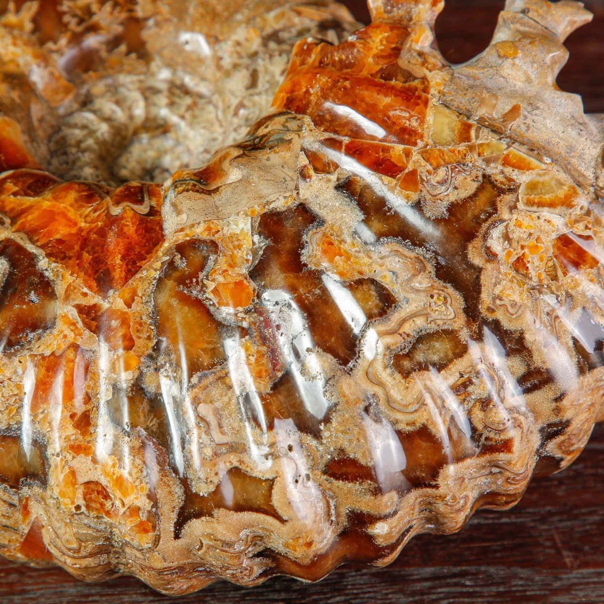 Ammonite Fossile Douvilliceras sp. – Madagascar