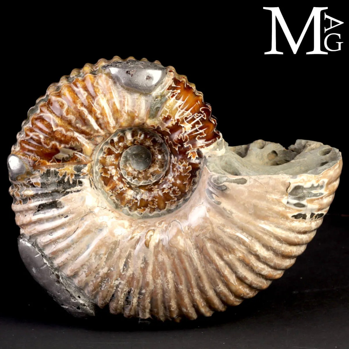Ammonite Douvilleiceras Mammillatum con Pirite – Madagascar.
