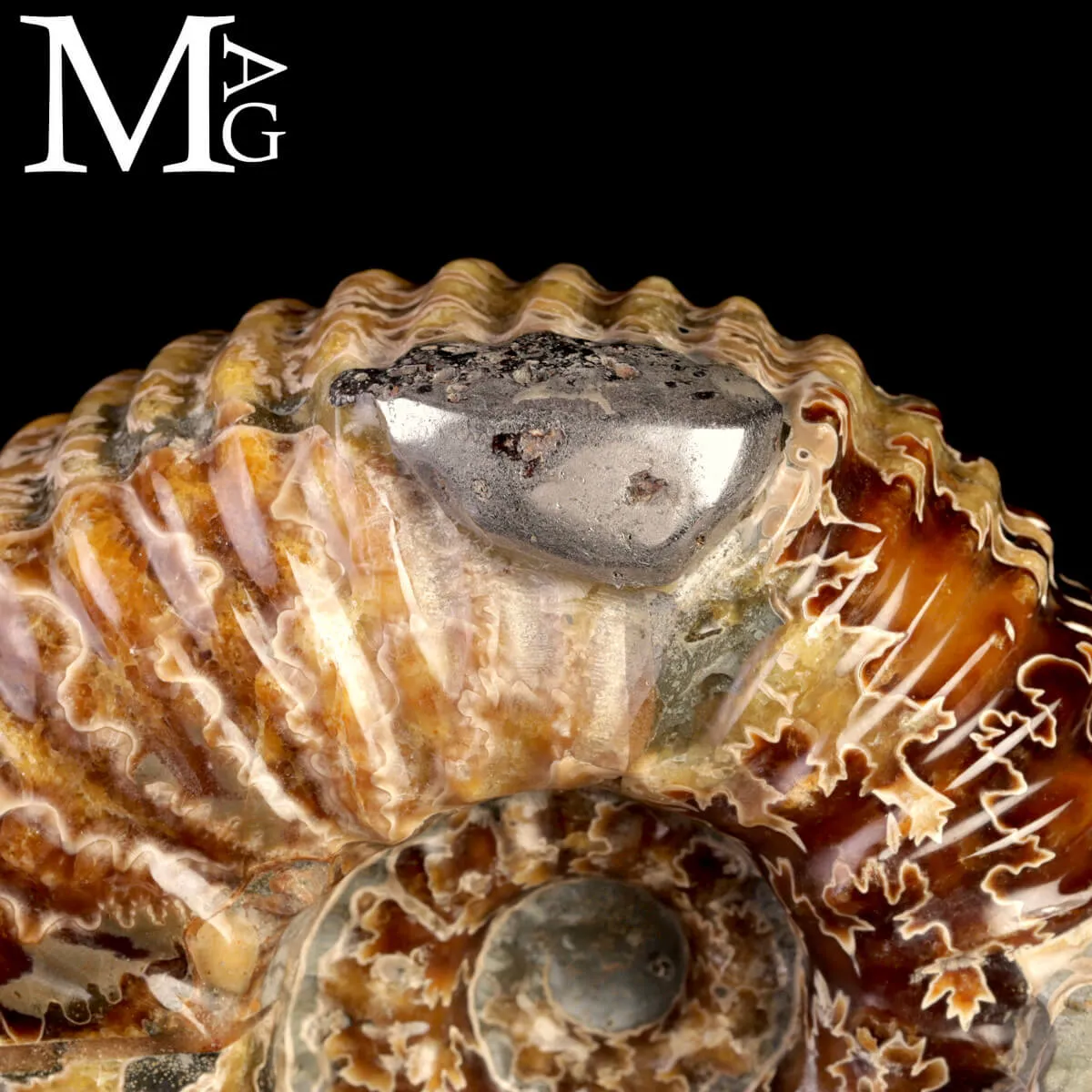 Ammonite Douvilleiceras Mammillatum con Pirite – Madagascar.