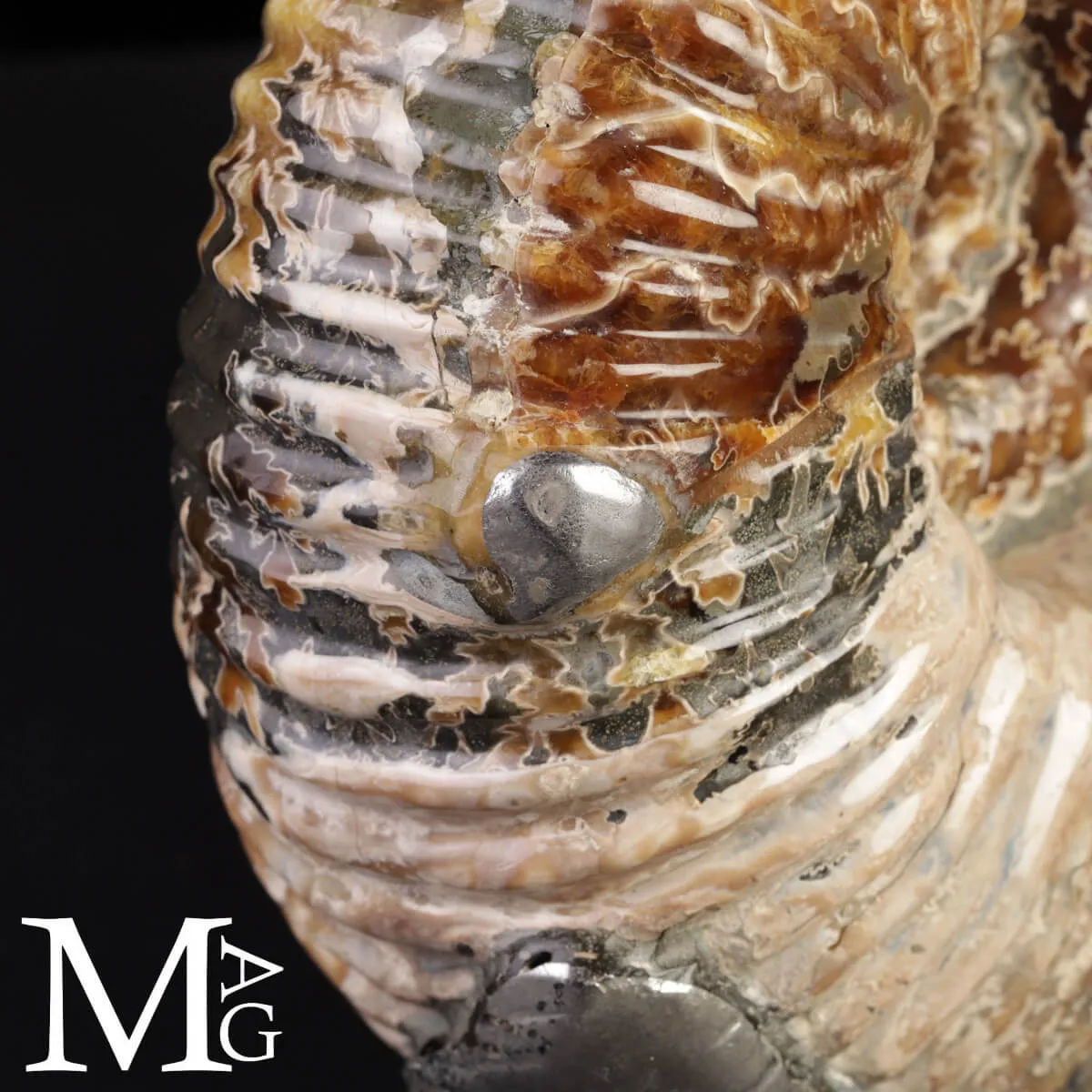 Ammonite Douvilleiceras Mammillatum con Pirite – Madagascar.